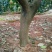 柚子树10~20cm