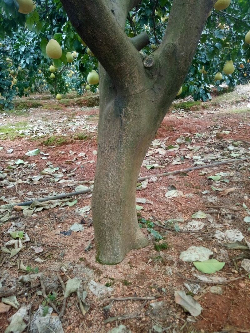 柚子树10~20cm