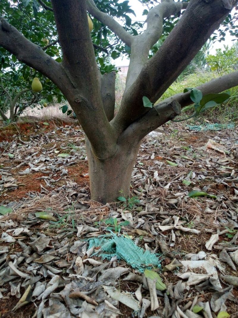 柚子树10~20cm