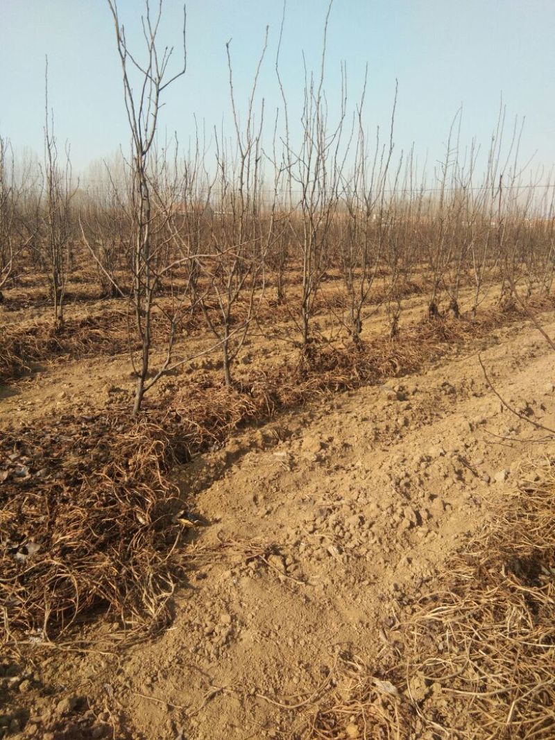 【秋月梨树苗】山东梨树苗基地梨树苗梨树苗批发梨树苗育苗基