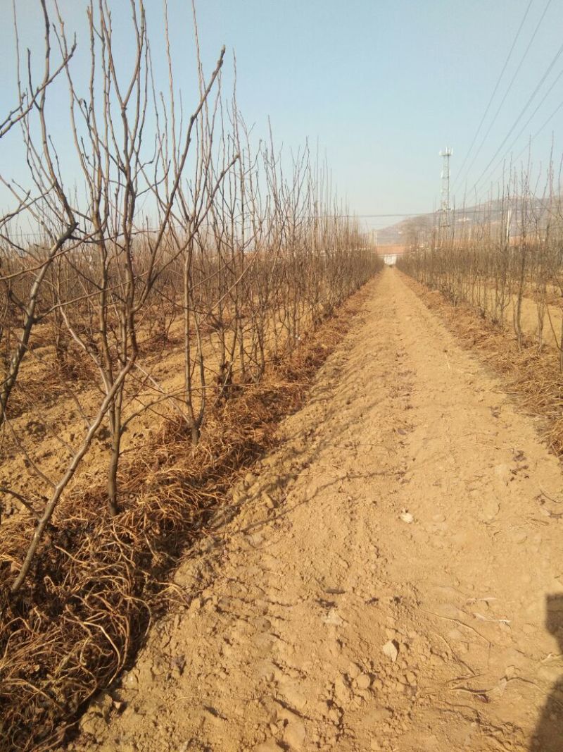 【秋月梨树苗】山东梨树苗基地梨树苗梨树苗批发梨树苗育苗基