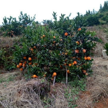 造型树