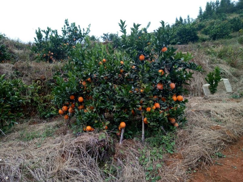 造型树