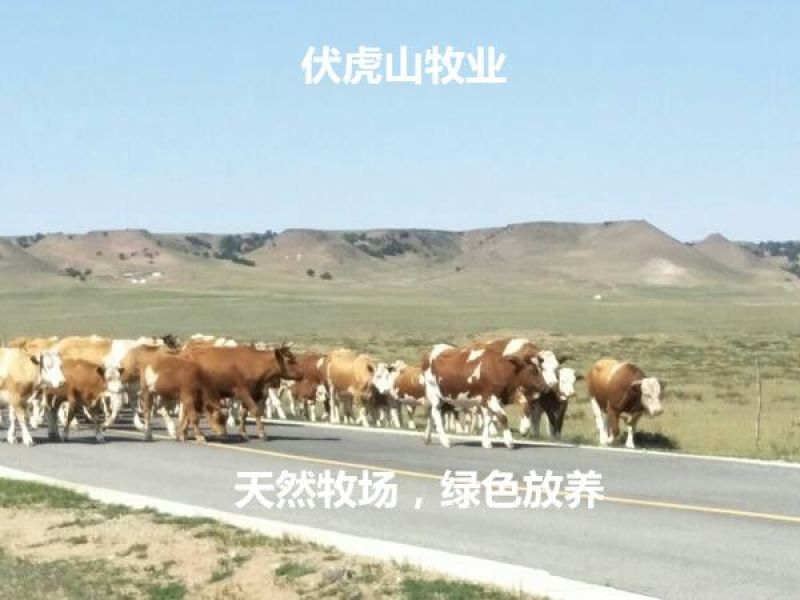 西门塔尔牛400~600斤