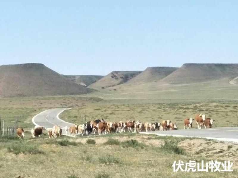 西门塔尔牛400~600斤