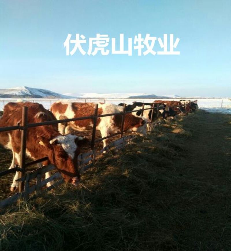西门塔尔牛400~600斤