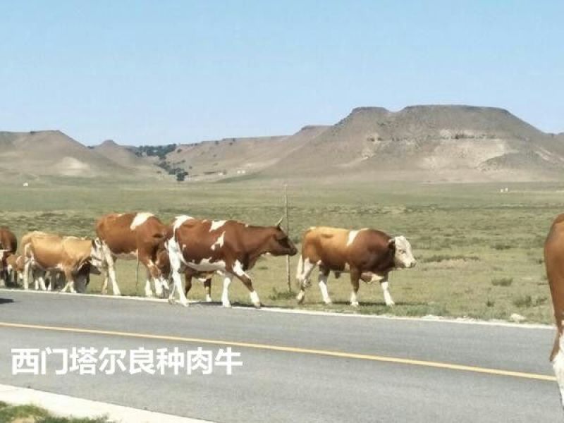西门塔尔牛400~600斤