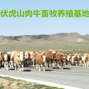 西门塔尔牛400~600斤