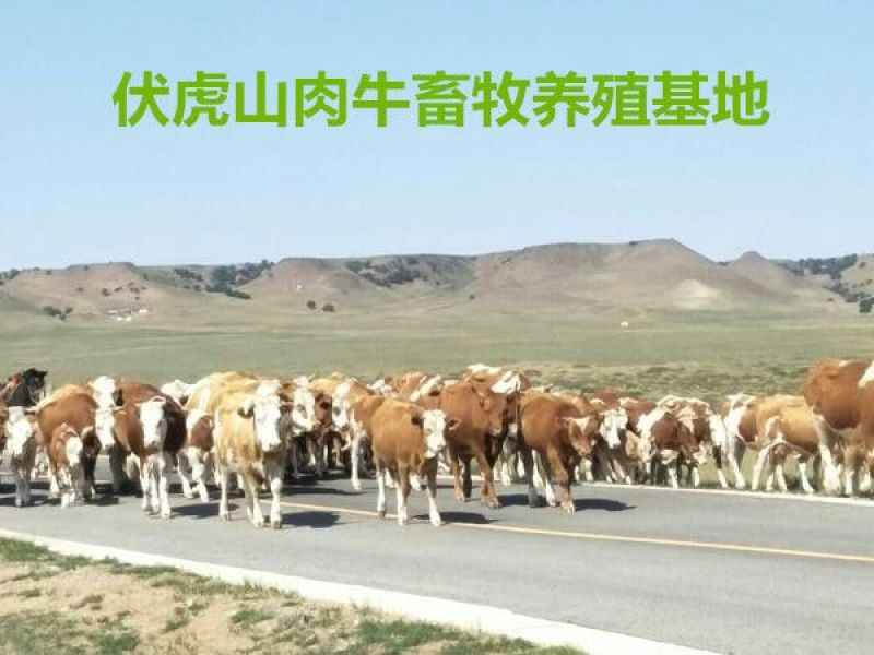西门塔尔牛400~600斤