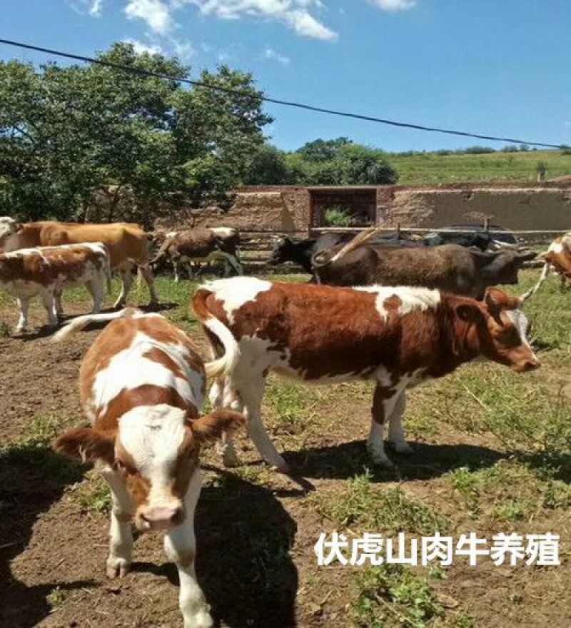 西门塔尔牛400~600斤