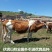 西门塔尔牛400~600斤