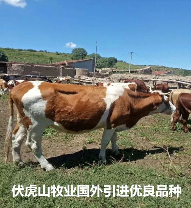 西门塔尔牛400~600斤
