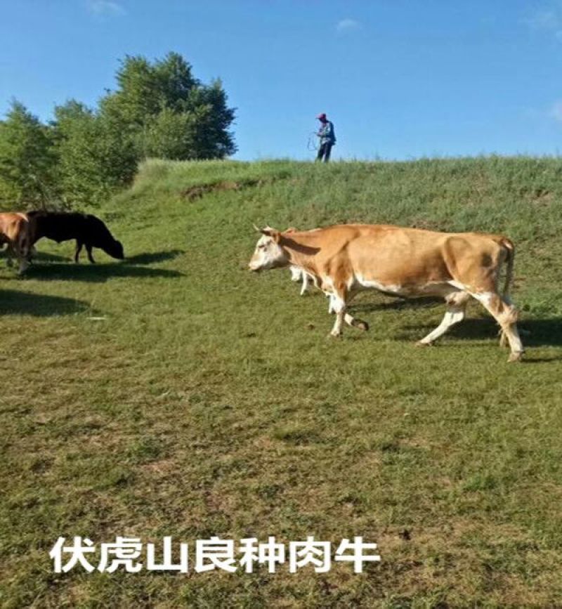 西门塔尔牛400~600斤