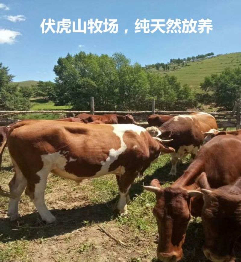 西门塔尔牛400~600斤