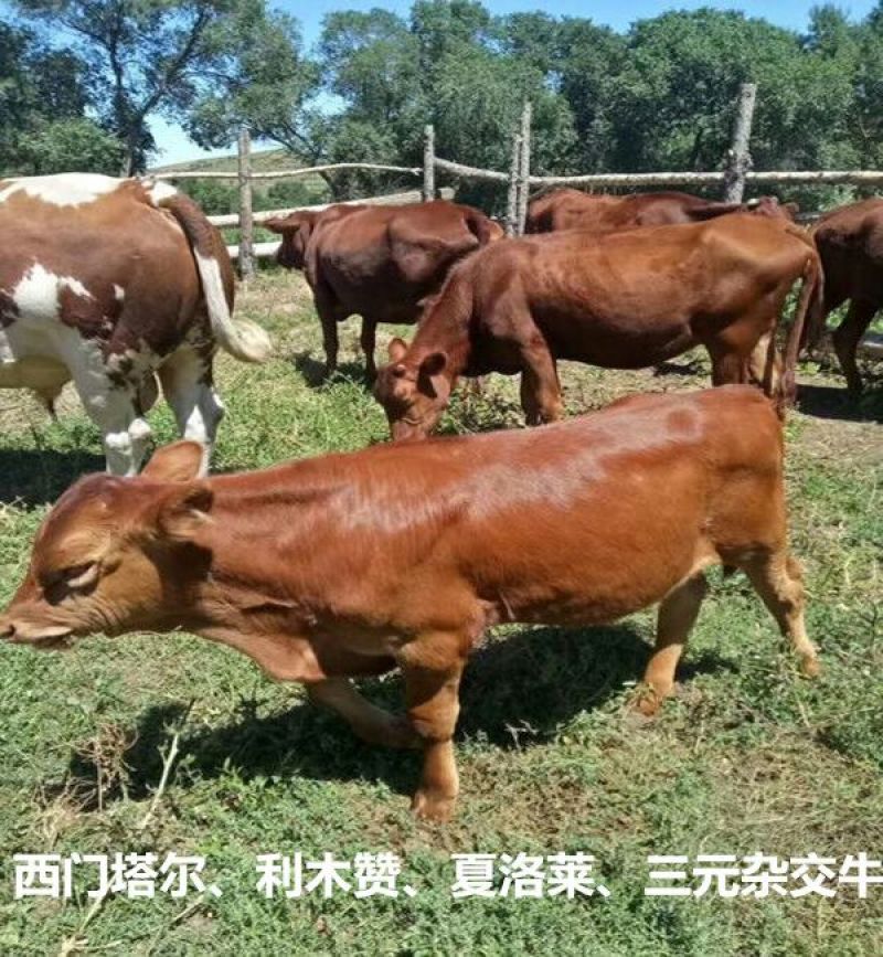 西门塔尔牛400~600斤