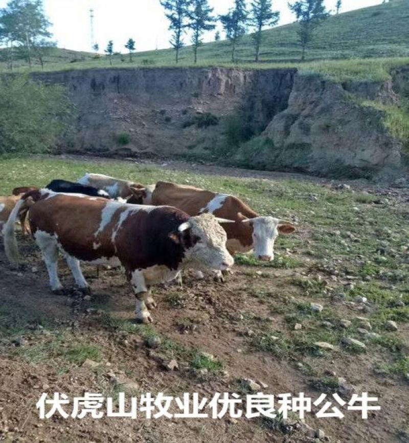 西门塔尔牛400~600斤