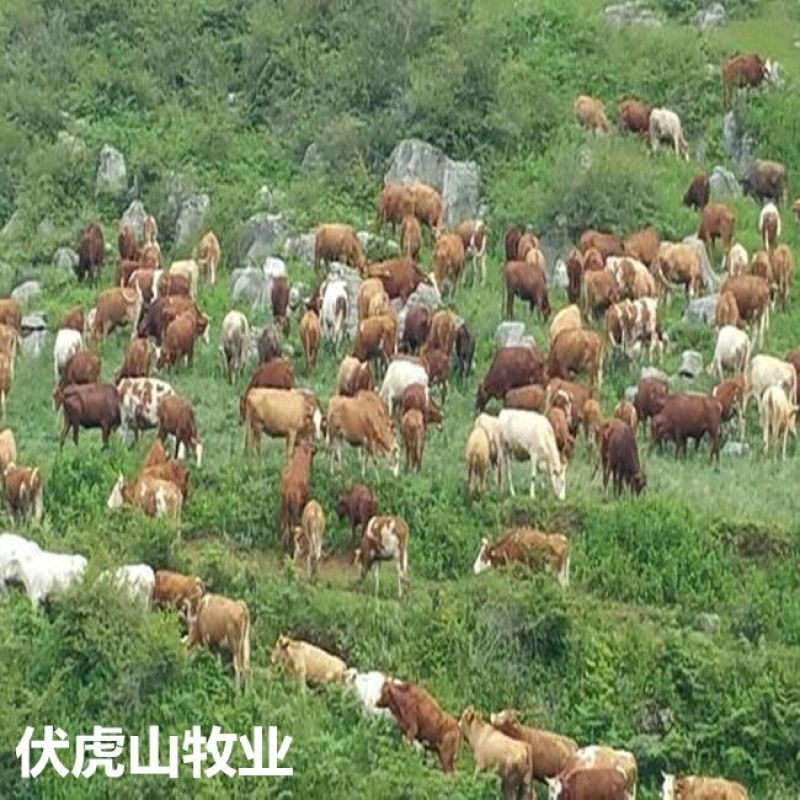 西门塔尔牛400~600斤