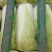 山东肥城市北京新三号白菜4~6斤净菜袋装