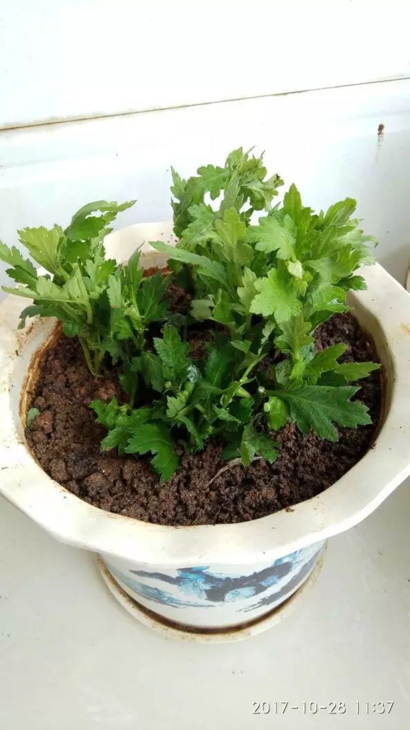 菊花苗