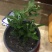 菊花菊花小苗