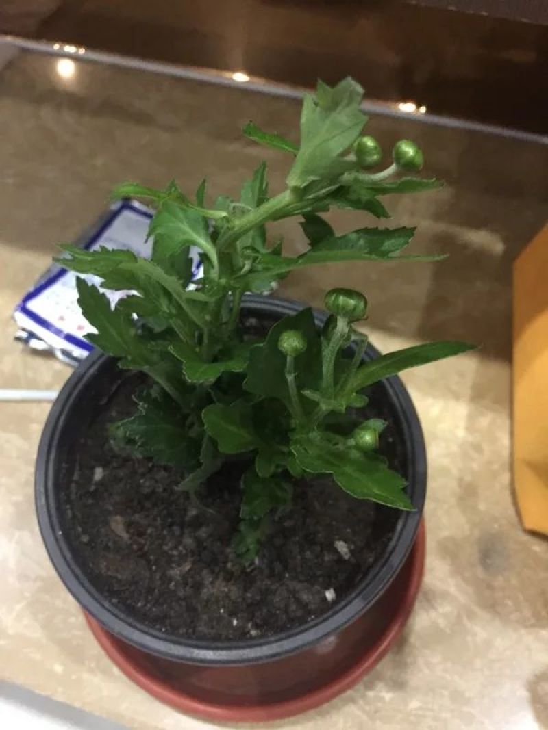 菊花菊花小苗