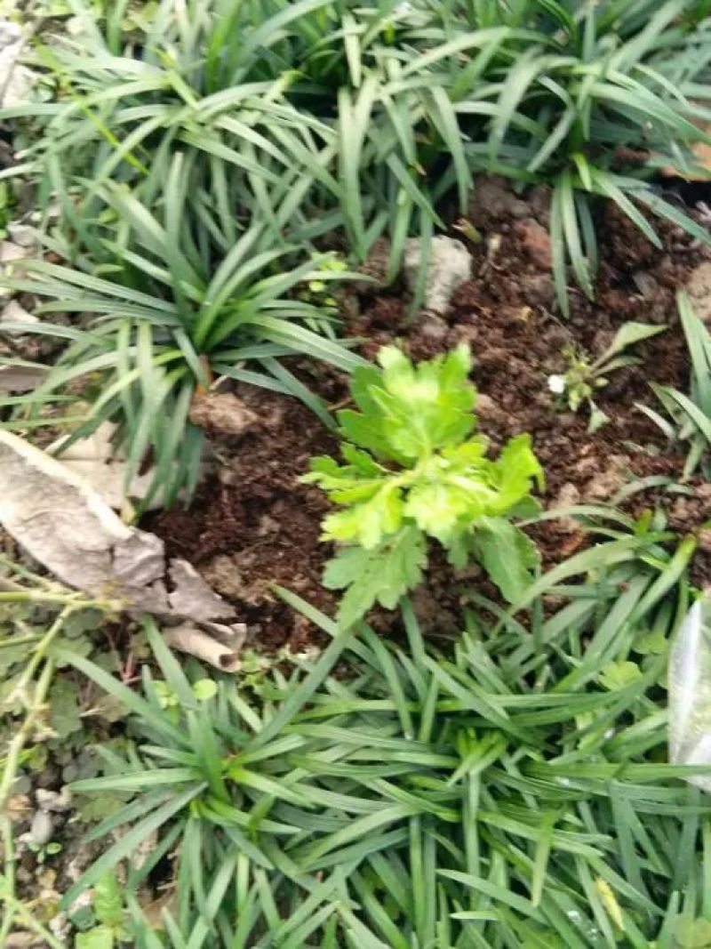 菊花菊花小苗
