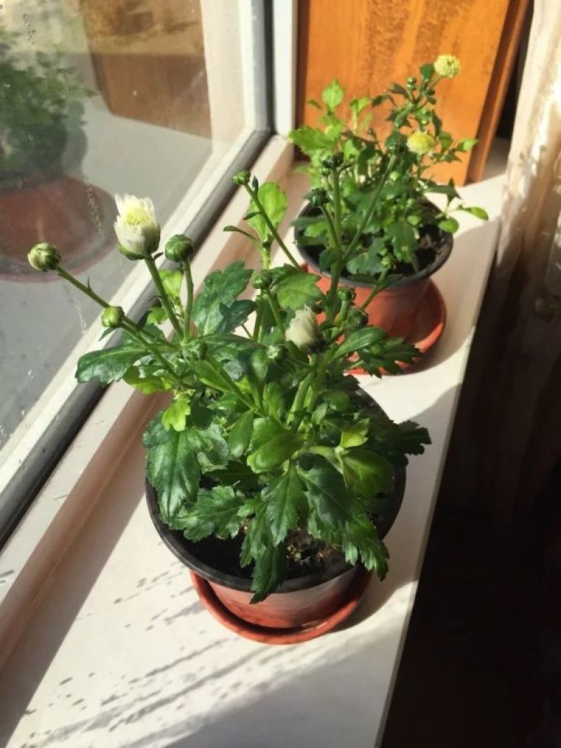 菊花菊花小苗