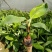 红香蕉苗一级良种1~2年