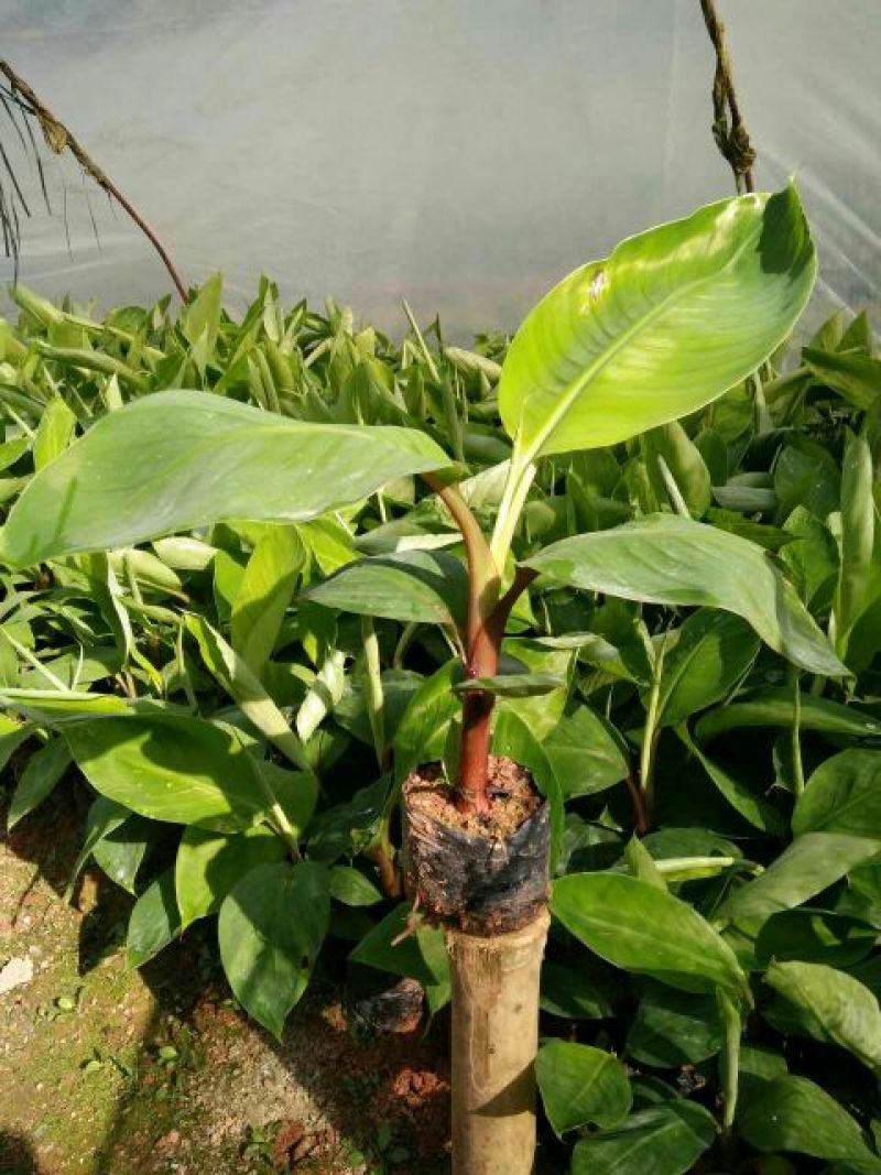 红香蕉苗一级良种1~2年
