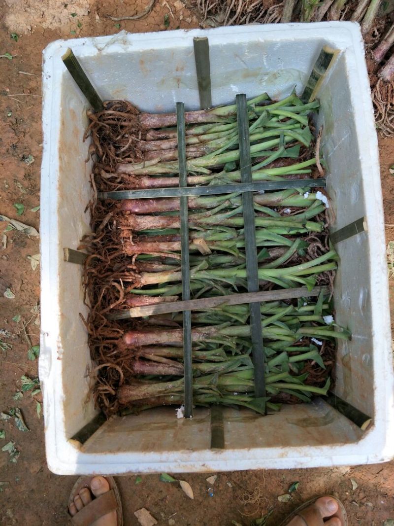 红香蕉苗一级良种1~2年