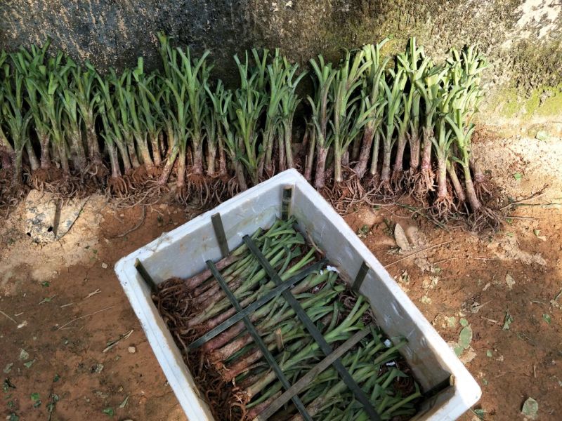 红香蕉苗一级良种1~2年