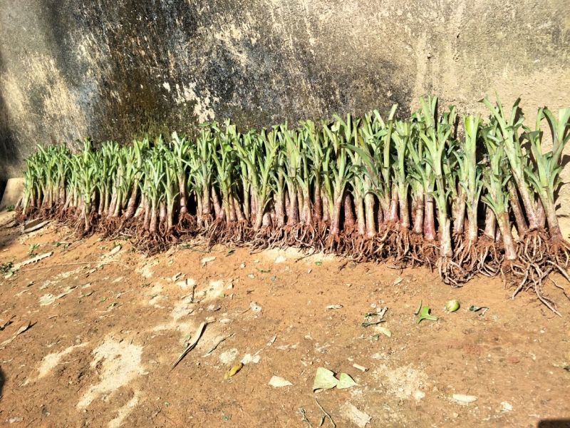 红香蕉苗一级良种1~2年