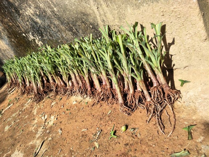 红香蕉苗一级良种1~2年