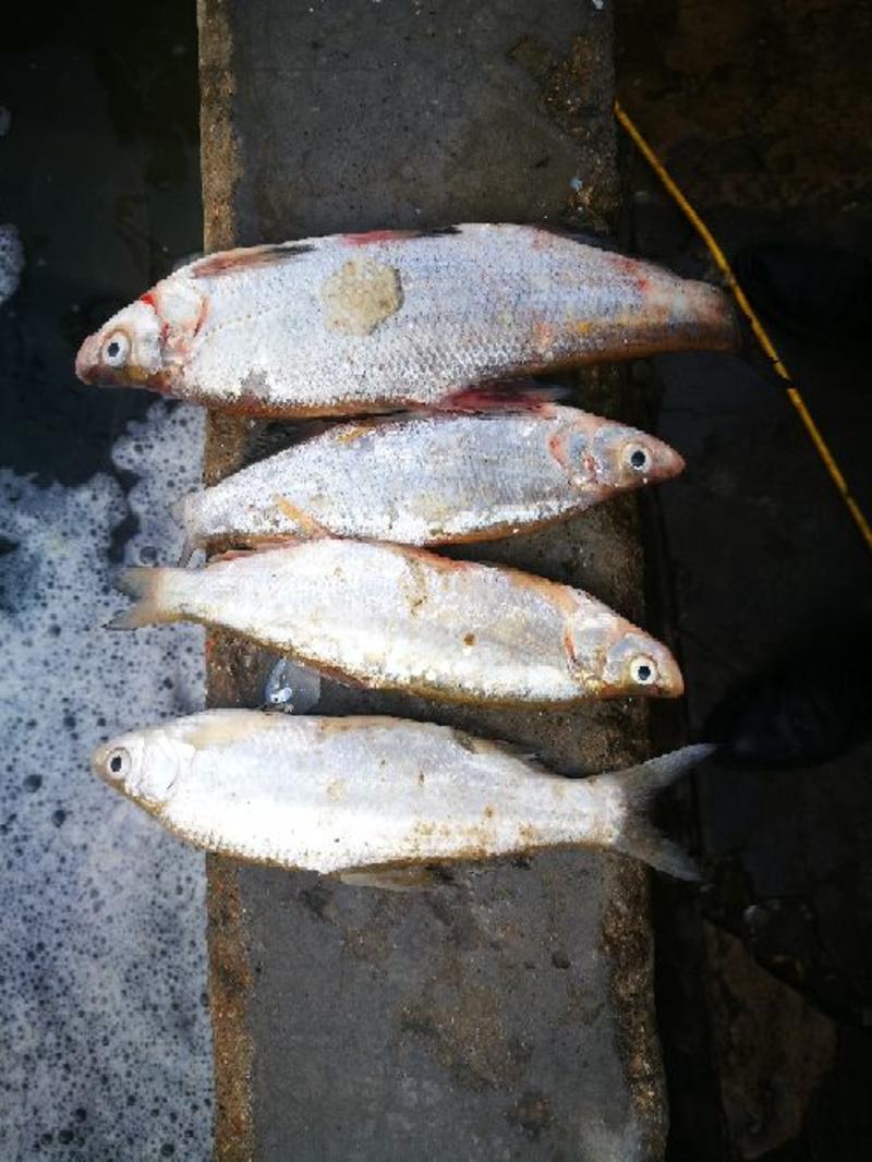 微山湖原生态自然生长淡水鱼，白条鱼，翘嘴鱼，餐条，