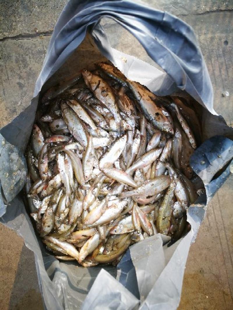 微山湖原生态自然生长淡水鱼，白条鱼，翘嘴鱼，餐条，