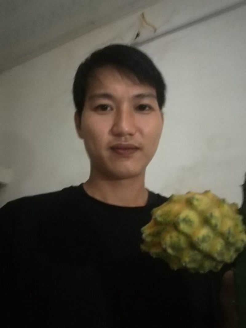 火龙果苗燕窝果厄瓜多尔