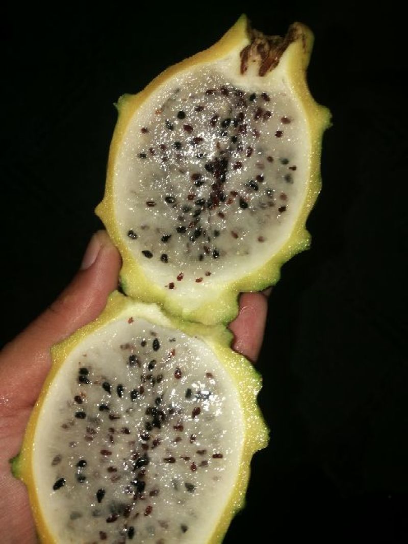 火龙果苗燕窝果厄瓜多尔
