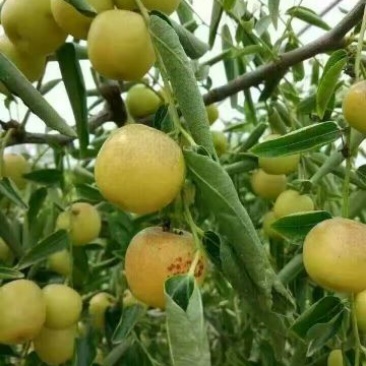 冬枣树苗沾化冬枣，品种纯正