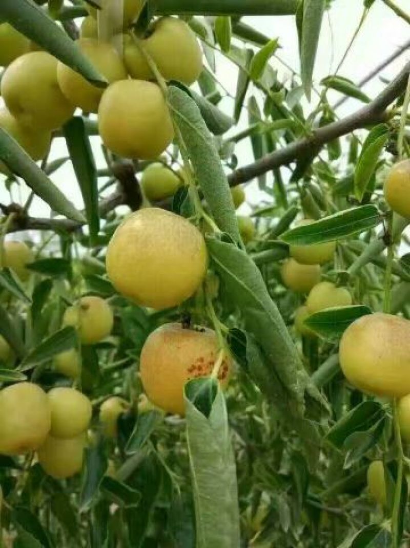 冬枣树苗沾化冬枣，品种纯正