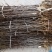 冬枣树苗沾化冬枣，品种纯正