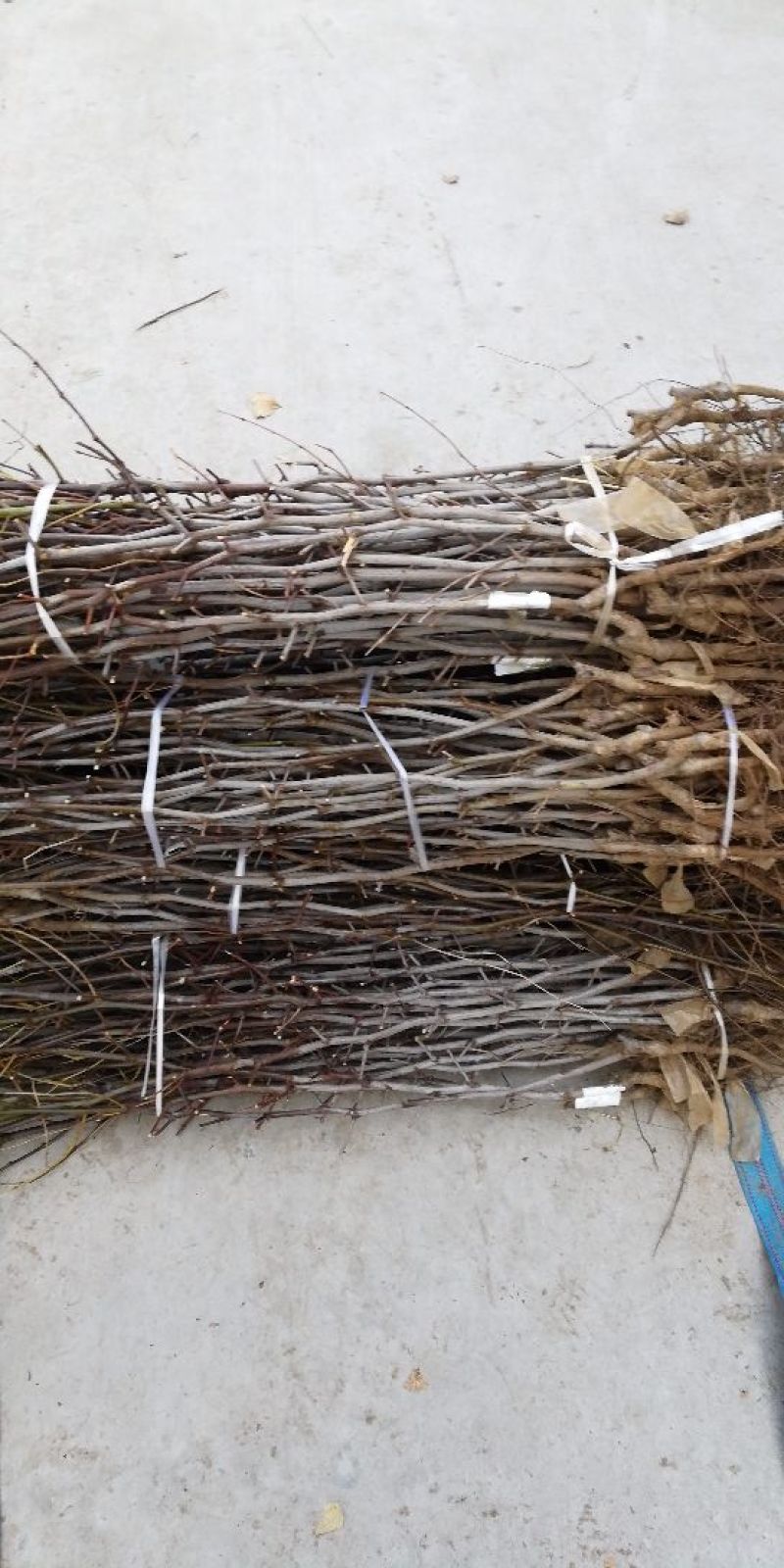 冬枣树苗沾化冬枣，品种纯正