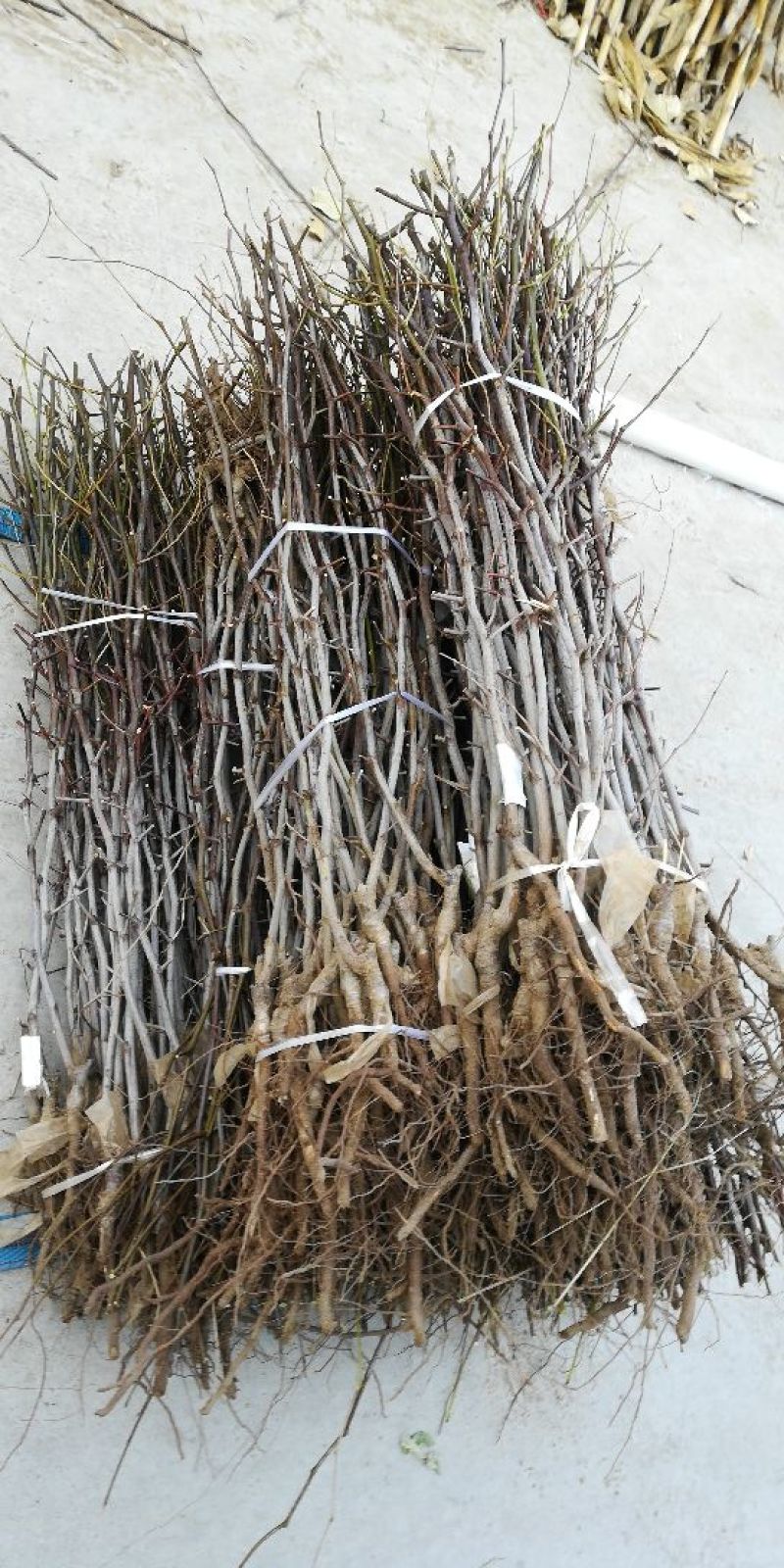 冬枣树苗沾化冬枣，品种纯正