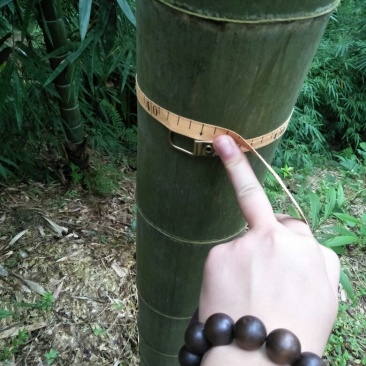 楠竹好东西
