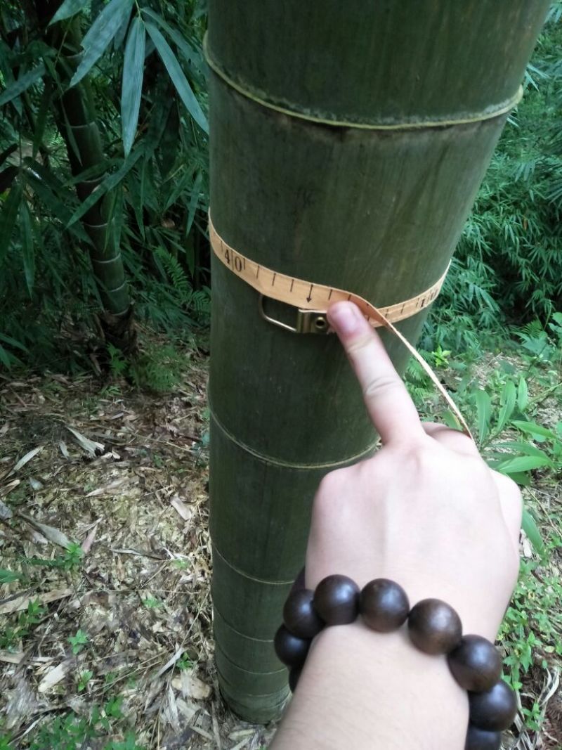 楠竹好东西