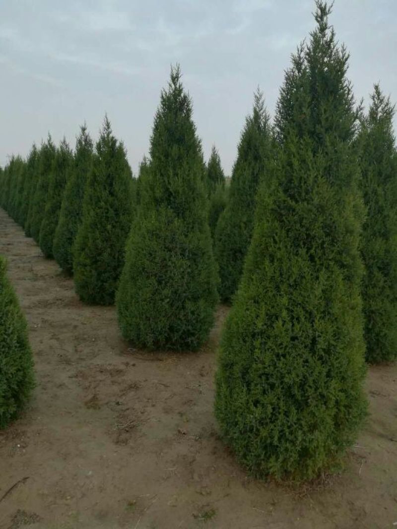 望都塔桧毛细根发达，刺柏，四季常绿成活率高