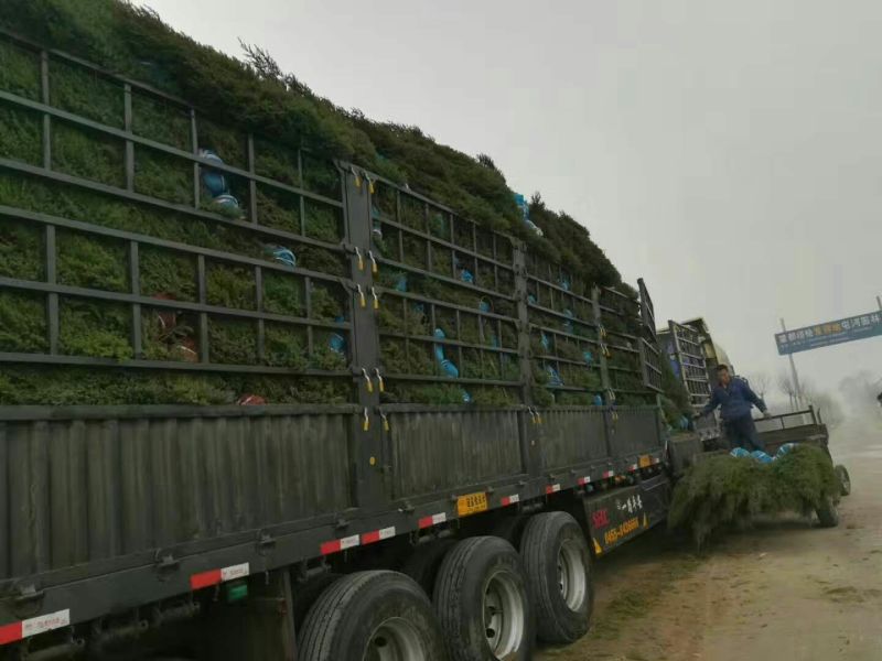 园柏圆柏基地直销1-4米景观绿化自然塔形