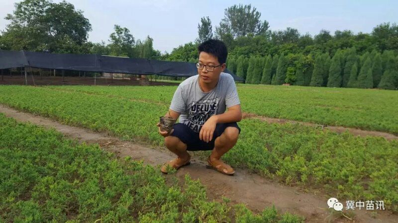 桧柏营养杯苗成活率高不缓苗基地直销自然塔形