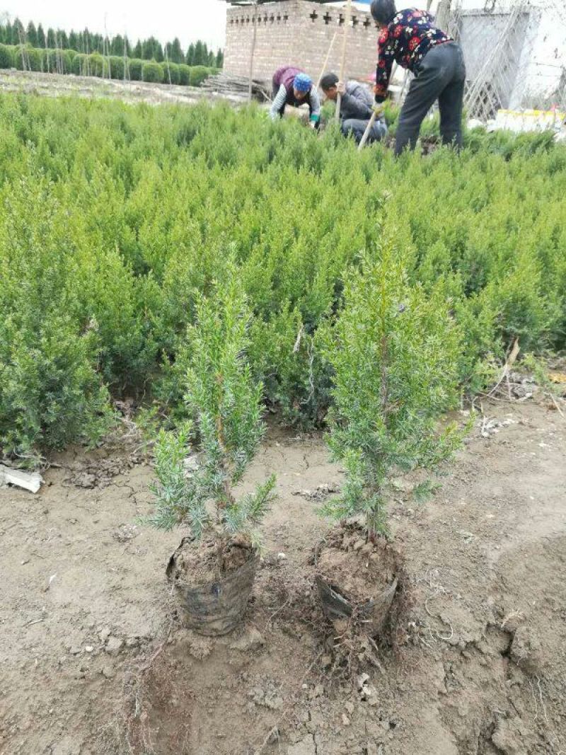 桧柏营养杯苗成活率高不缓苗基地直销自然塔形
