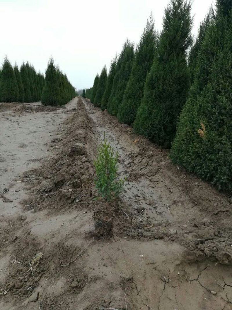 桧柏营养杯苗成活率高不缓苗基地直销自然塔形