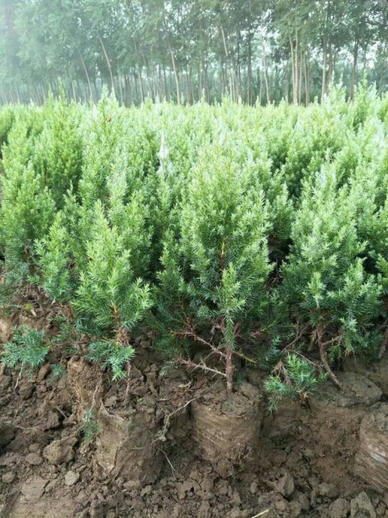 桧柏营养杯苗成活率高不缓苗基地直销自然塔形